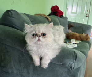 Tommy the King and Father Chinchilla Persian.