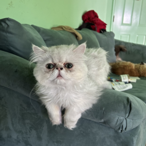 Tommy the King and Father Chinchilla Persian.