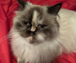 Marabella ( Queen ) ( Mother )